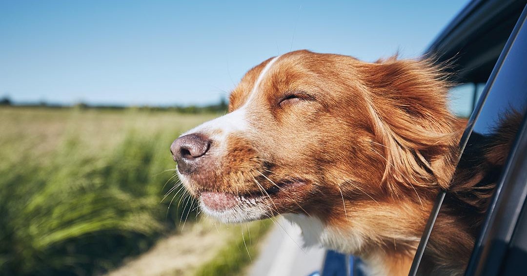 Ohrenpflege bei Rund um Hund in Gänserndorf und Umgebung