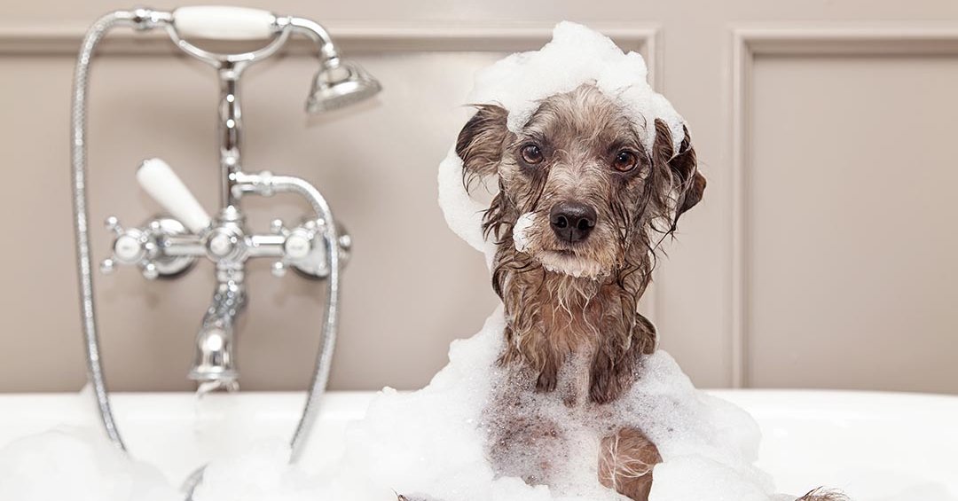 Hunde richtig baden worauf man achten sollte und wie�s funktioniert